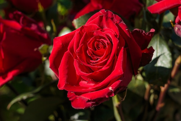 Rosa Bagnata Rosso Scuro Con Gocce D Acqua Rosa Rossa In Giardino Giorno Del Matrimonio Petali