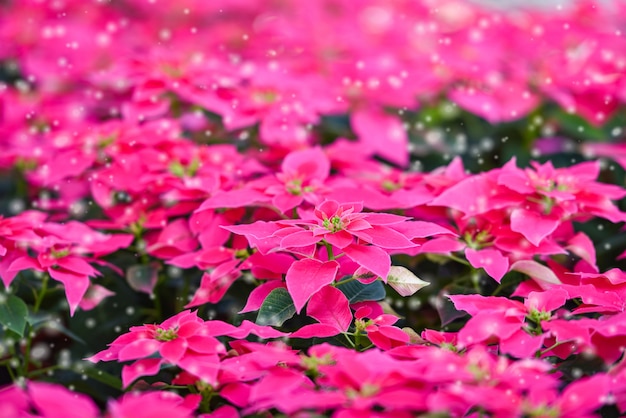 Stella Di Natale Rosa.Stella Di Natale Rosa In Giardino Stella Di Natale Fiore Tradizionale Di Natale Con Decorazioni Di Neve Buon Natale Foto Premium