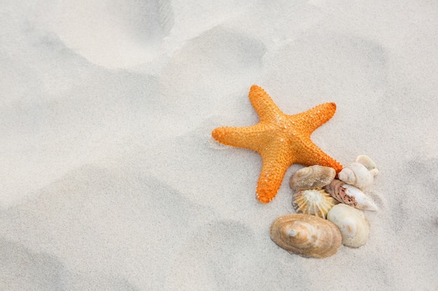 Stelle marine e conchiglie sulla sabbia | Scaricare foto ...