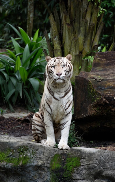 Tigre del bengala bianca seduta | Foto Premium