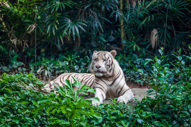 Tigre del bengala bianca | Foto Premium