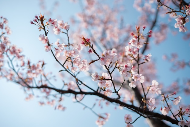 Un fiore di ciliegio o un albero di sakura è così carino Foto Premium