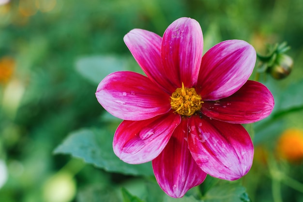 Un fiore di dalia viola rosa brillante cresce in un giardino estivo. copia spazio Foto Premium