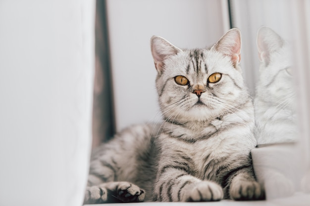 Un gatto scozzese o britannico con un colore bianco e nero marmorizzato si riposa su un davanzale bianco in una luminosa giornata di sole. Foto Premium
