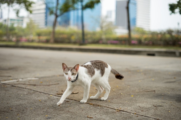 Un gatto sta camminando in giardino. lui è così carino. sembra una piccola tigre. è un animale domestico popolare. Foto Premium