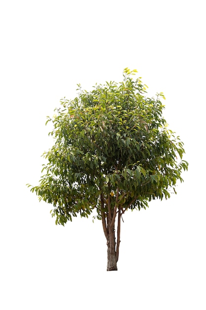 Un grande albero isolato Foto Premium