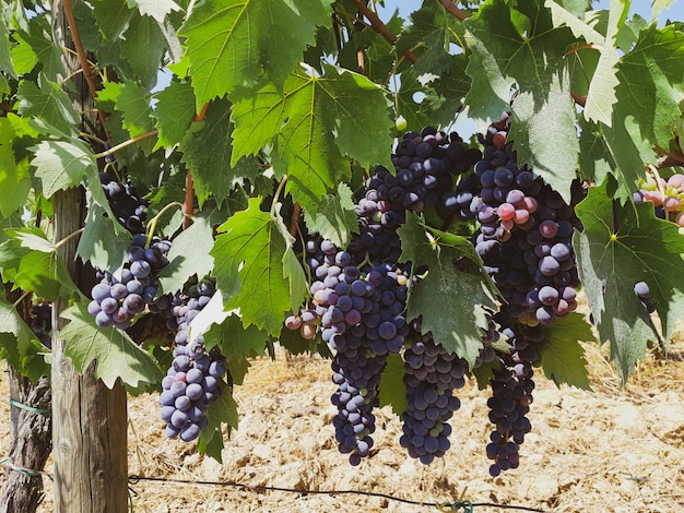 Vigneto toscano con uva rossa Foto Premium