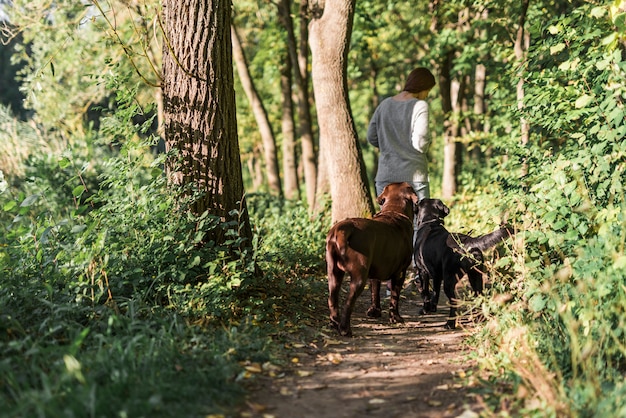 Vista posteriore di una donna che cammina con i suoi due labrador in pista alla foresta Foto Gratuite