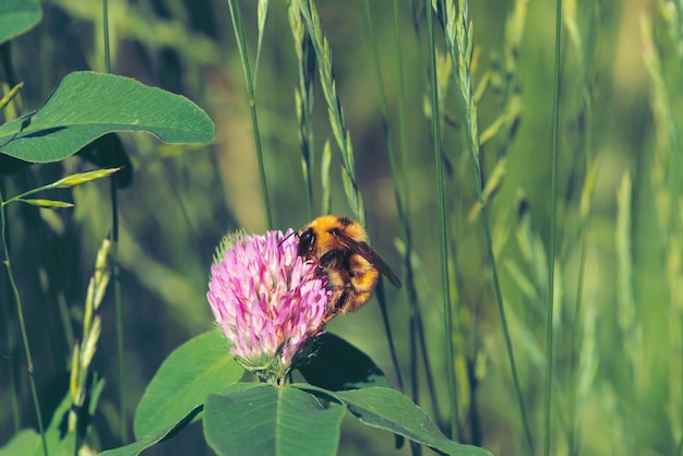 A abelha gorda encontra o néctar no trevo cor-de-rosa acima. inseto na flor com copyspace sobre fundo desfocado verde. Foto Premium
