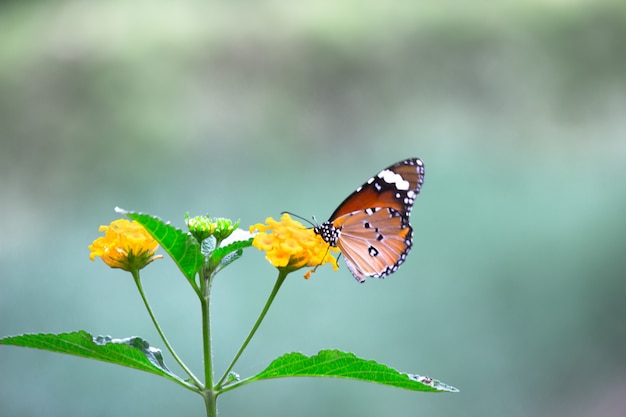 A Borboleta Tigre Ou Tamb M Conhecida Como Borboleta Danaus Chrysippus