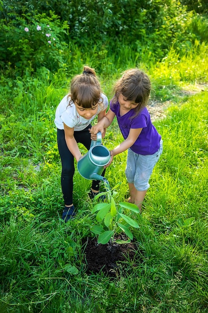 A Criança Está Plantando Uma árvore Juntos Foco Seletivo Foto Premium