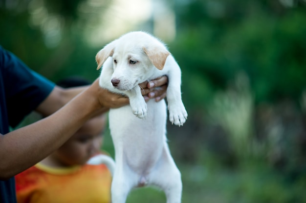 A imagem do pequeno filhote criaturas que podem brincar com as pessoas conceito de amante do cão Foto Premium