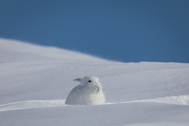 A Lebre Do Artico Olhando Para A Distancia Encontrada Na Tundra Coberta De Neve Foto Premium