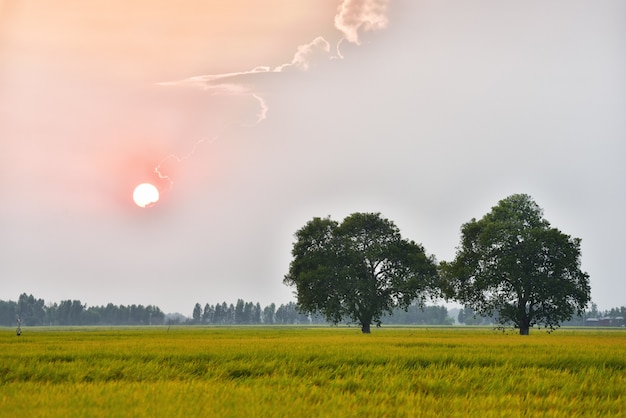 A madeira grande no campo do arroz que tem o pinheiro como o fundo com o belo do pôr do sol. Foto Premium