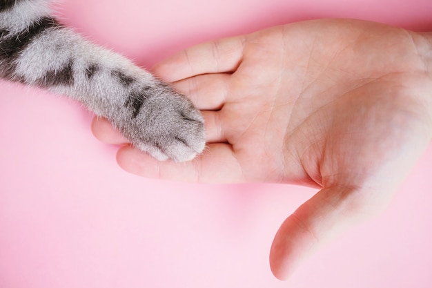 A pata do gato listrado cinzento e mão humana em um rosa. amizade de um homem com um animal de estimação, cuidando de animais. Foto Premium