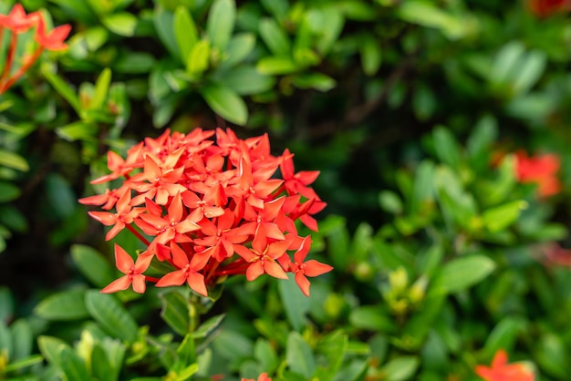 A Planta De Flor Soka Ou Ixora Chinensis Vermelha Comumente Conhecida Como P Tala De Flores