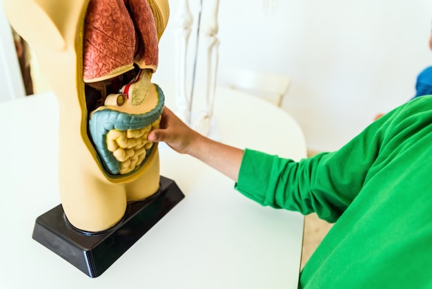 Alunos em anatomia e biologia humana com um modelo artificial do corpo humano com órgãos. Foto Premium