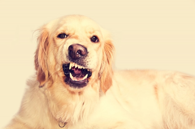 Cão retriever adulto mostrando os dentes