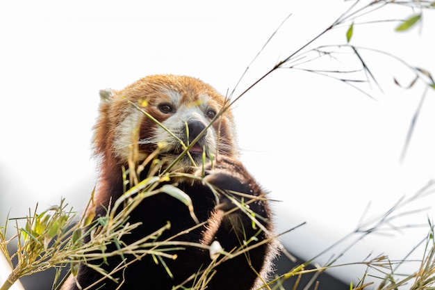 Animal bonito, um urso panda vermelho comendo bambu, enquanto segura um galho de bambu com as patas. fundo do céu claro Foto Premium