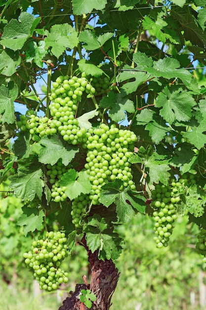 Anos de vinha, vinha, uvas varietais na região do piemonte perto de alba Foto Premium
