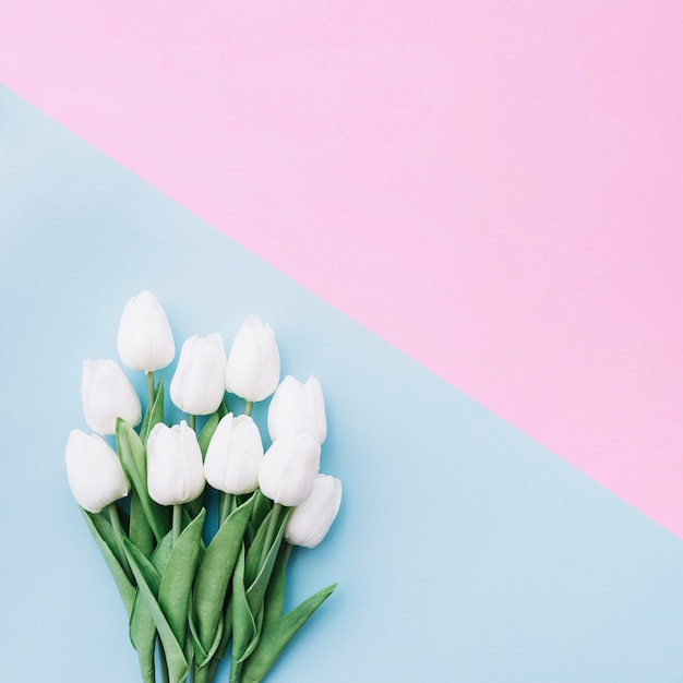 Apartamento leigos de buquê de tulipas bonitas em fundo azul e rosa com espaço no topo Foto gratuita
