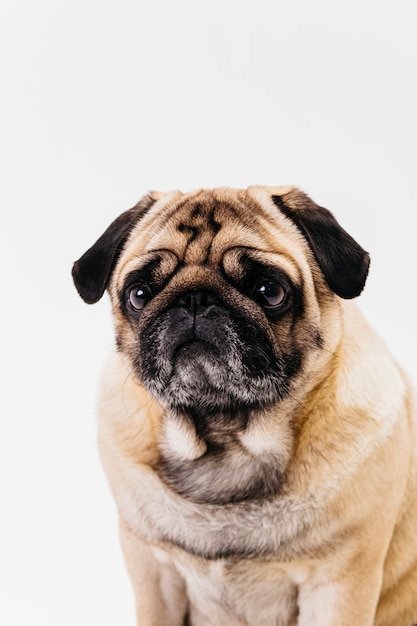 Apricot fawn pug cachorro com cara lisa e olhos tristes Foto gratuita