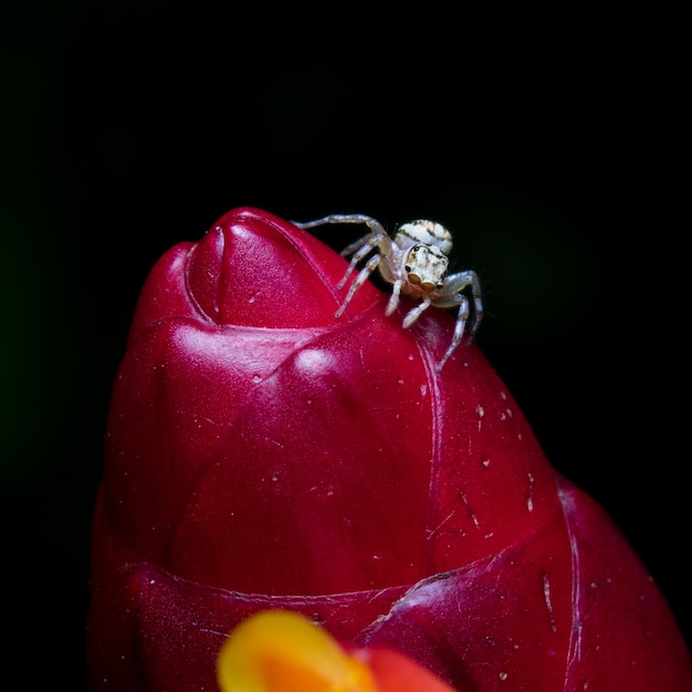 Aranha Branca Na Flor Vermelha Foto Premium