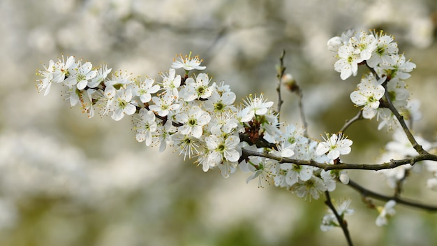 Árvore de flor. fundo de natureza em dia ensolarado. flores da primavera. belo pomar e abstrato turva Foto gratuita