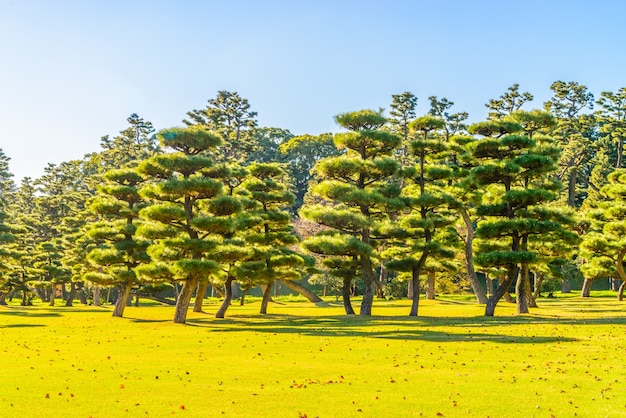 Arvore Dos Bonsais No Jardim Do Palacio Imperial Na Cidade De Tokyo Japao Foto Gratis