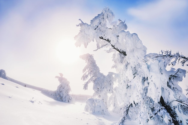 Rvores Cobertas De Neve Na Floresta De Inverno Ap S A Queda De Neve Ao