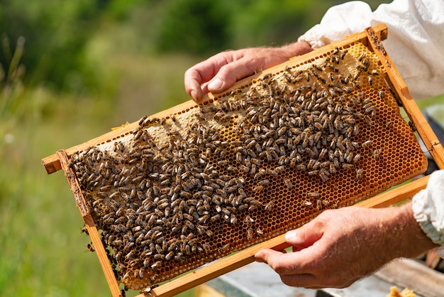 As mãos do homem guardam um quadro de madeira com favos de mel e abelhas no jardim no verão. Foto Premium