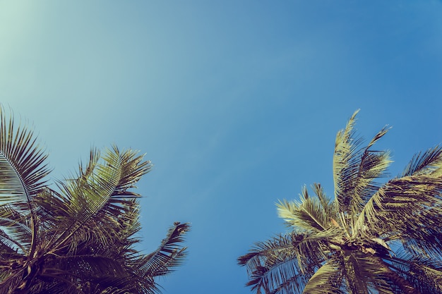 Baixo ângulo, bonito, coqueiro, com, céu azul, fundo Foto gratuita