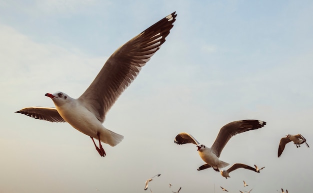 Bando de gaivotas voando no céu | Foto Grátis