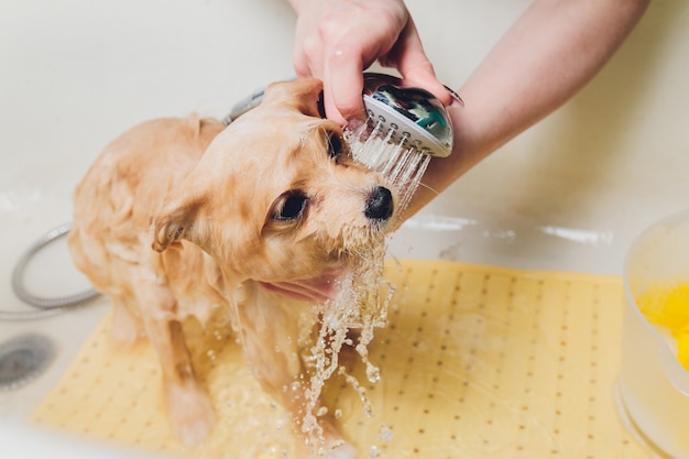 Banhando o cachorro no cabeleireiro de cães da pomerânia Foto Premium