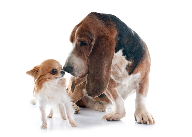 Filhote de Bloodhound e de Chihuahua em fundo branco vivem menos tempo