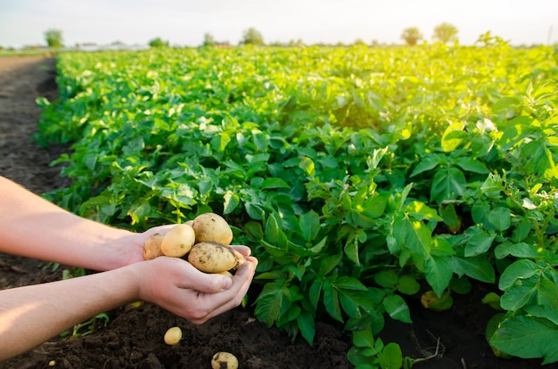 Batatas Novas Nas Mãos De Um Fazendeiro No Fundo De Plantações De Batata Agrícola Foto Premium 1942