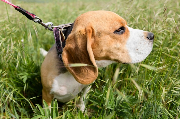Beagle adorável desfrutando de um passeio na natureza