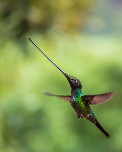 Beija Flor Passaro Verde Espada Faturada Foto Premium