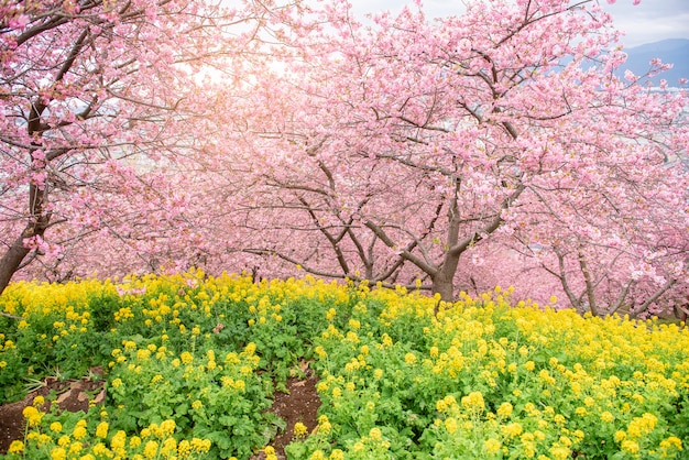 Bela flor de cerejeira em matsuda, japão Foto Premium