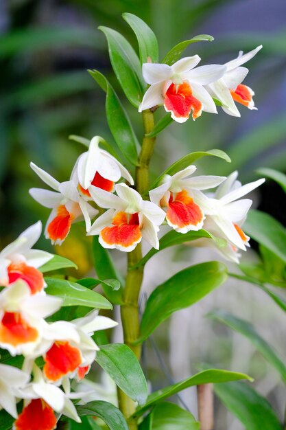 Resultado de imagem para Jardim de orquídeas freepik
