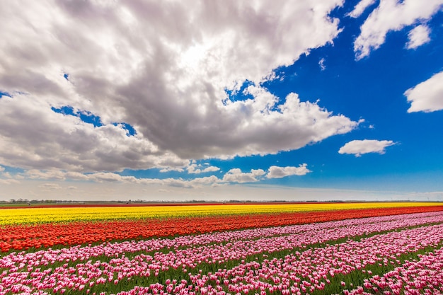 Bela Foto De Um Campo Com Flores De Cores Diferentes Sob Um Céu Azul Nublado Foto Grátis 5260