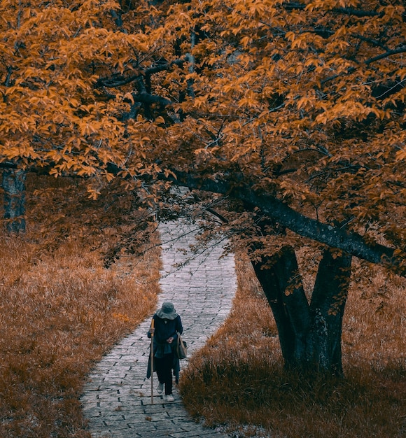 Bela foto de uma pessoa andando em um caminho debaixo de uma árvore de  outono | Foto Grátis
