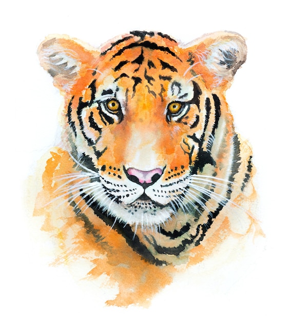 Bela Mao Pintura Aquarela Tigre No Papel Foto Premium