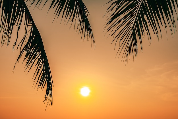 Bela natureza ao ar livre com folha de coco com o nascer ou pôr do sol Foto gratuita
