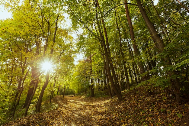 Bela Paisagem Da Mãe Natureza Foto Grátis 1199