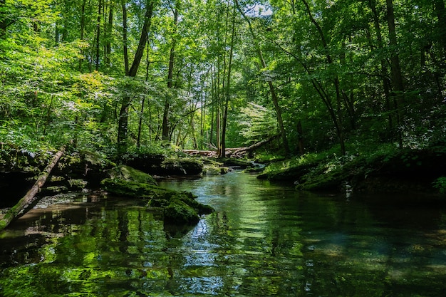 Bela paisagem de um rio cercado por muito verde em uma floresta Foto gratuita