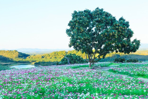 Bela Vista Do Campo De Flores Silvestres De Verao Natural Cosmos Na Paisagem De Lago De Montanha De Volta Foto Premium