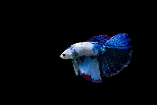 Betta splendens halfmoon, colorido peixe-lutador-siamês, lutando peixe em fundo preto, Foto Premium