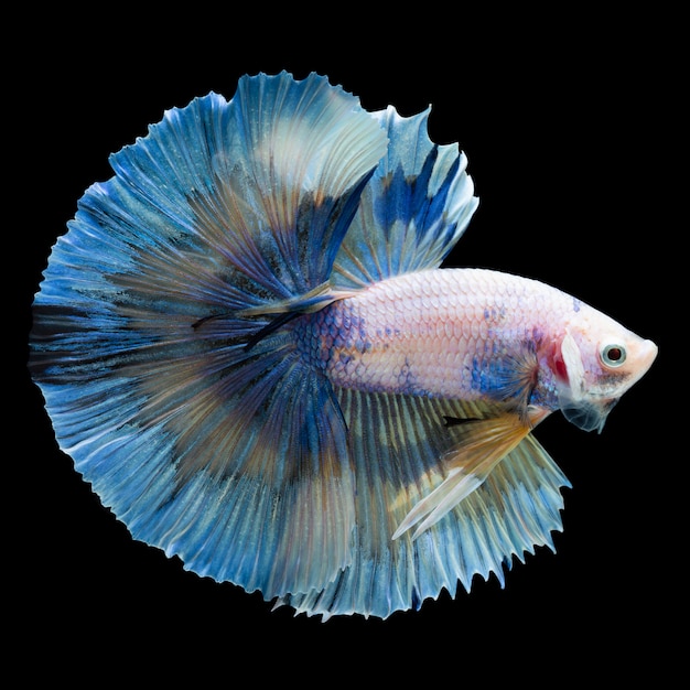 Betta splendens peixe lutador siamês Foto Premium