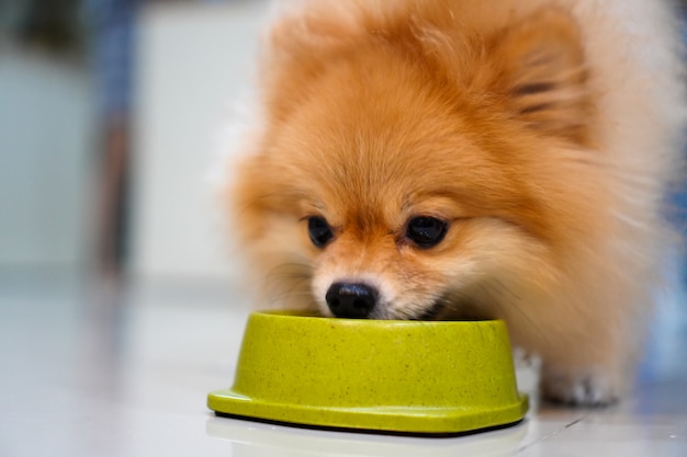 Bom gosto. feche acima do cão bonito que come da bacia, cachorrinho que come o alimento de cães, animais de estimação em casa. cão pomeranian. Foto Premium
